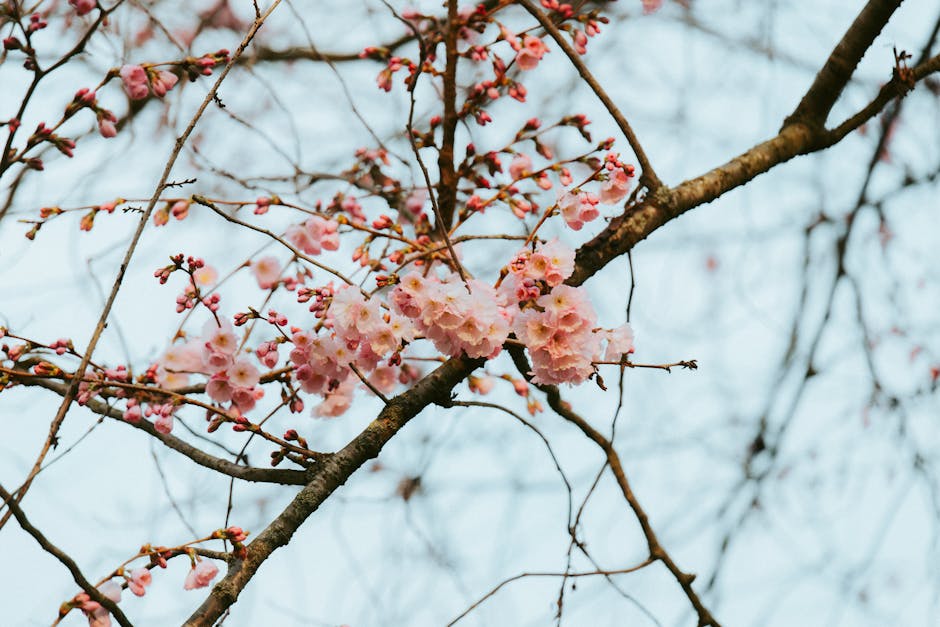 sebastiantrees-com_08